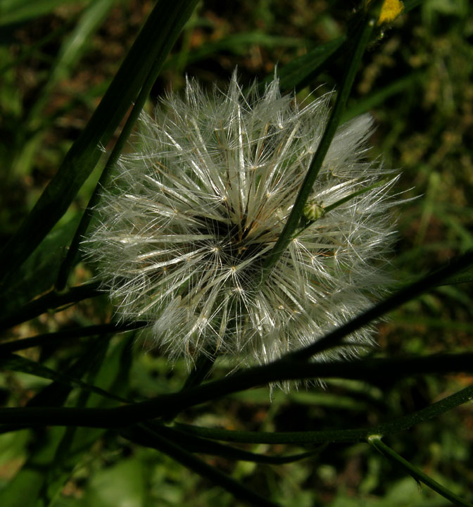 Anybody Seen My Focus?: Carolina Desert-chicory (Pyrrhopappus carolinianus)