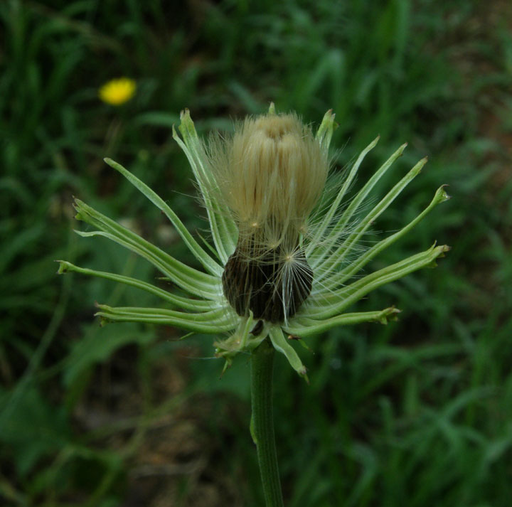 Anybody Seen My Focus?: Carolina Desert-chicory (Pyrrhopappus carolinianus)