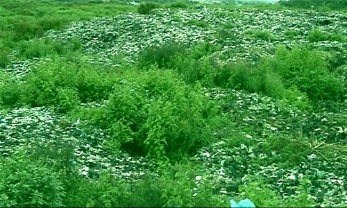 [evergreen-video-art-stills-M-Akbar6.jpg]