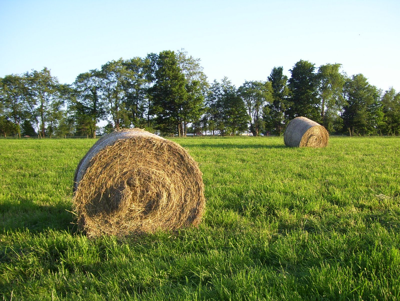 Grass Farm