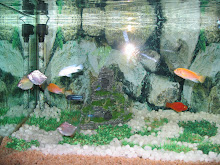 Fresh Water Fish Tank 02