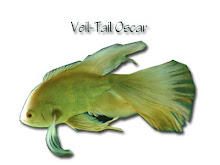 Veil Tail Oscar
