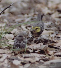 female feeding fledgling