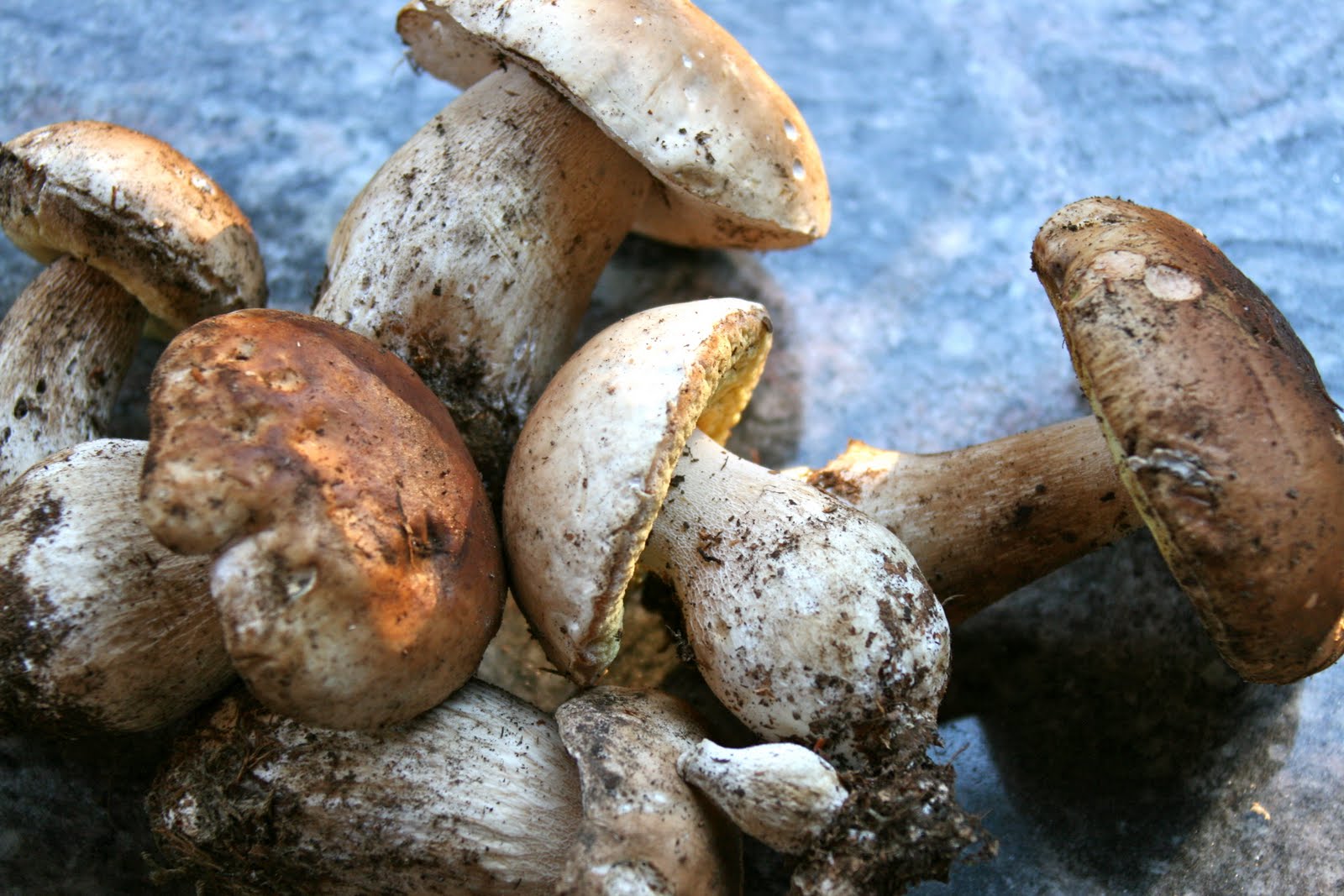 And Baby Cakes Three Porcini Mushroom Tarts
