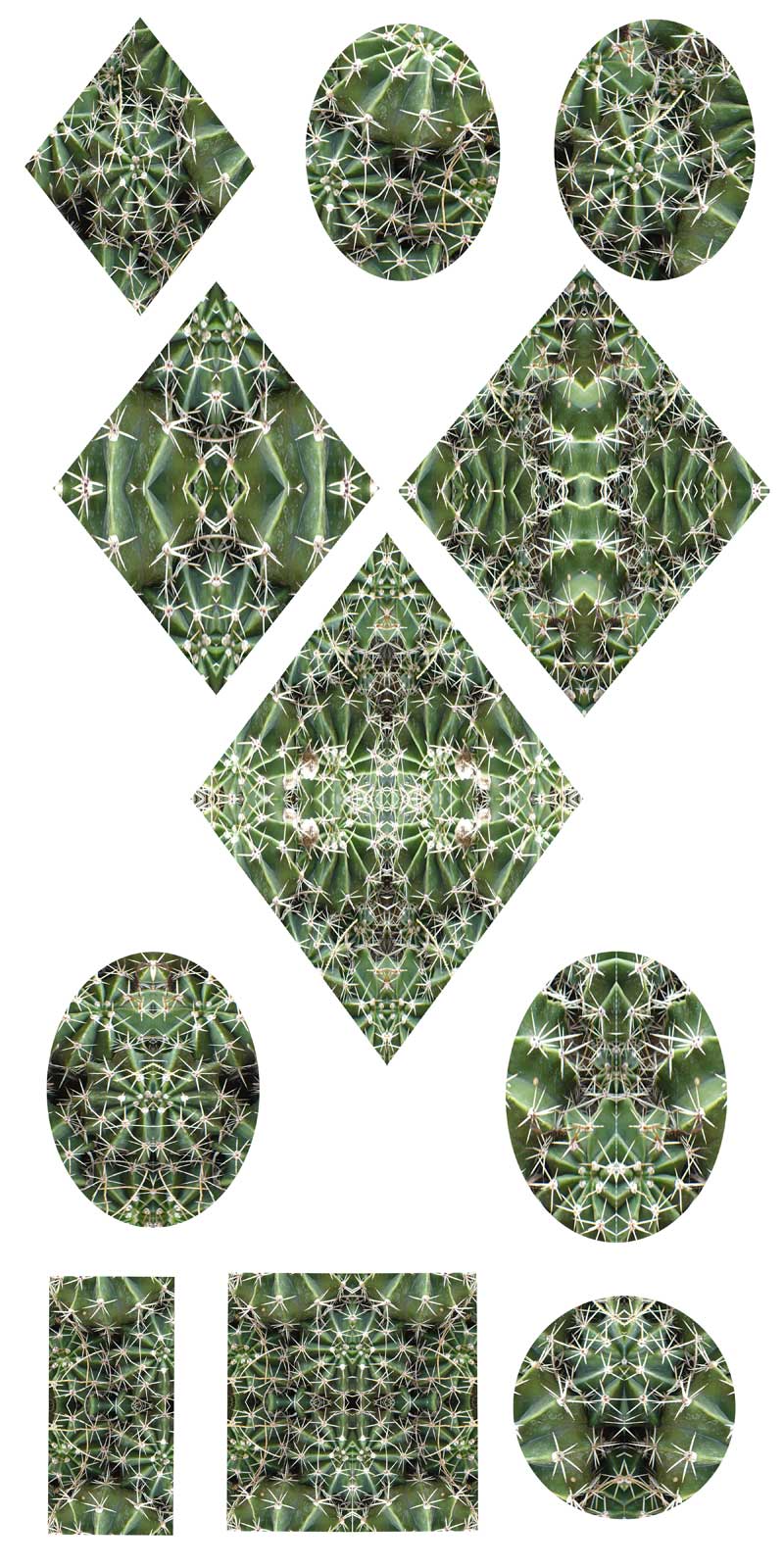 Cactus Shapes