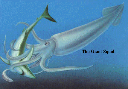 giant squid length