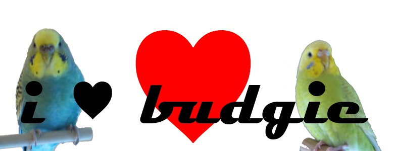 i♥budgie