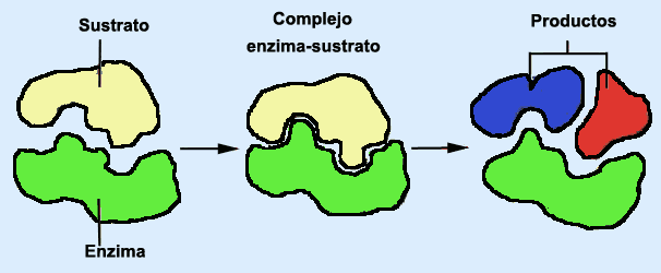 ENZIMAS VIDEO enzimas video: