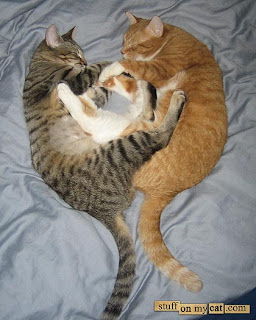 http://1.bp.blogspot.com/_iLLiNSca-Dk/RdNUs2a0qtI/AAAAAAAAAHw/c8TUu-Kr-gc/s320/valentine+cats.jpg