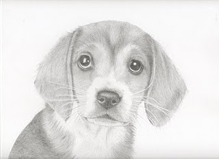 Pencil Drawings: Beagle Puppy