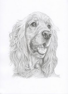 Pencil Drawings: Cocker Spaniel