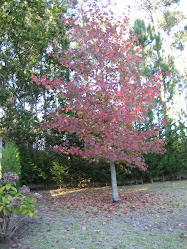 LIQUIDAMBAR