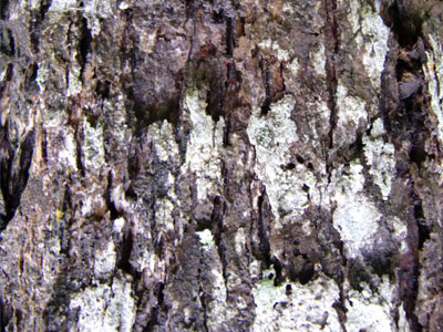 Old log skin photo