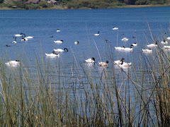 Los cisnes de la laguna grande que mi viejo pasa a contar todos los días...