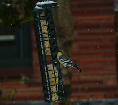 Yellow-Rumped Warbler