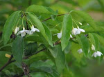 The Nice" Fragrant"Flower