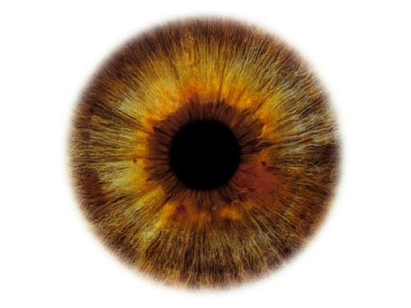 Iris Ojo