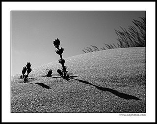 [Flor+do+deserto[1]...+-+Erik+Reis+-+Olhares.Com.jpg]