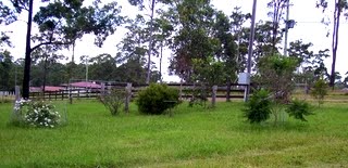 [White+Crepe+Myrtle.JPG]