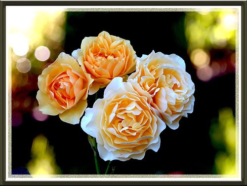 [364641739_f13ca4e913.jpg]