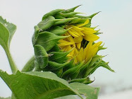 Sunflower in Bloom
