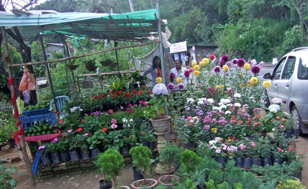 philipveerasingam Flower plants for sale, Haldumulla, Sri Lanka.
