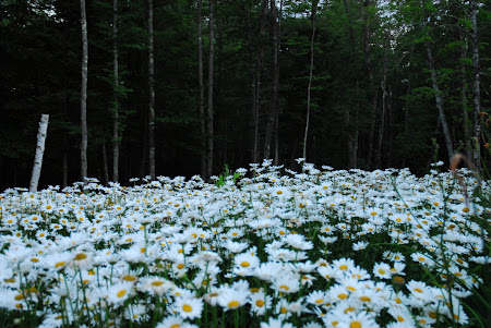 Shasta Daisies