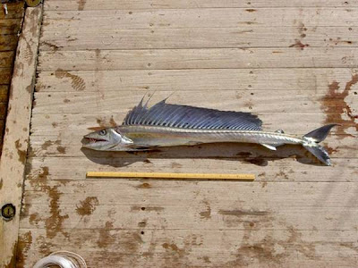 Ikan Prasejarah yang Masih Hidup Sampai Sekarang