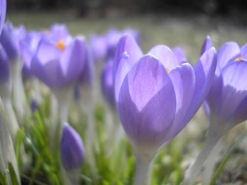 [crocuses.jpg]