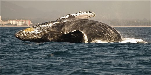 [whale.jpg]