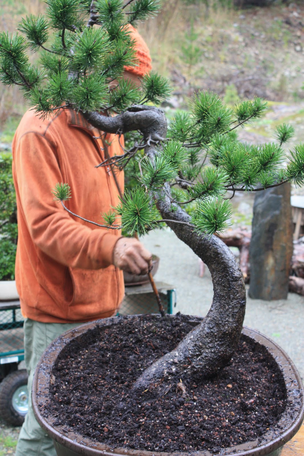 WoodlandBonsai New collected Lodgepole Pine (Pinus Latifolia)