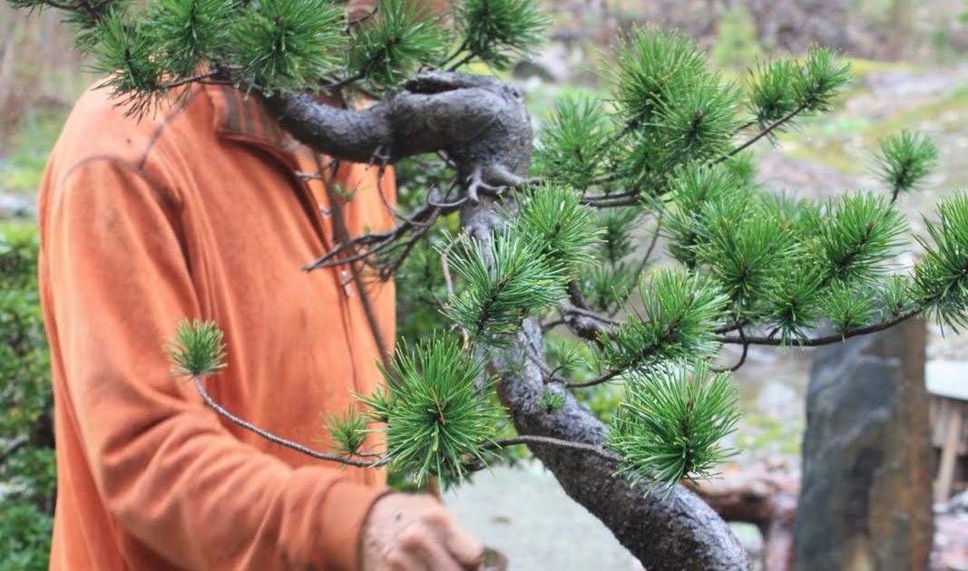 WoodlandBonsai New collected Lodgepole Pine (Pinus Latifolia)