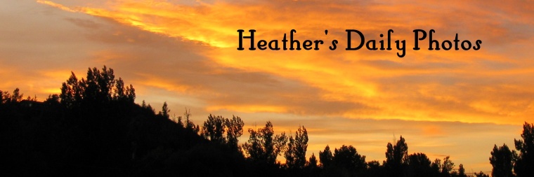 Heather's Daily Photos