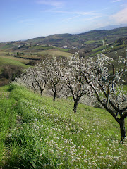 mandorli in fiore nel piceno