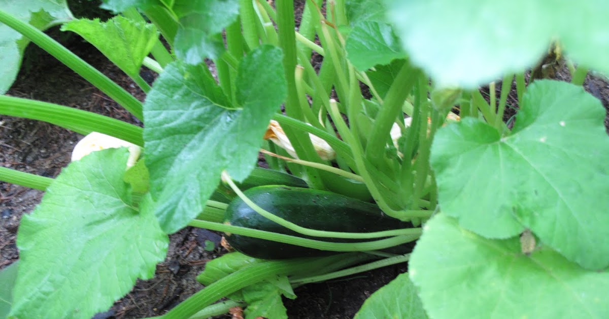 Culinarious Breaded, Panfried Zucchini