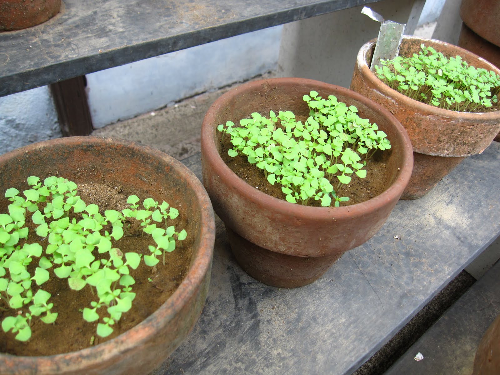 The Curly Cook August 2010