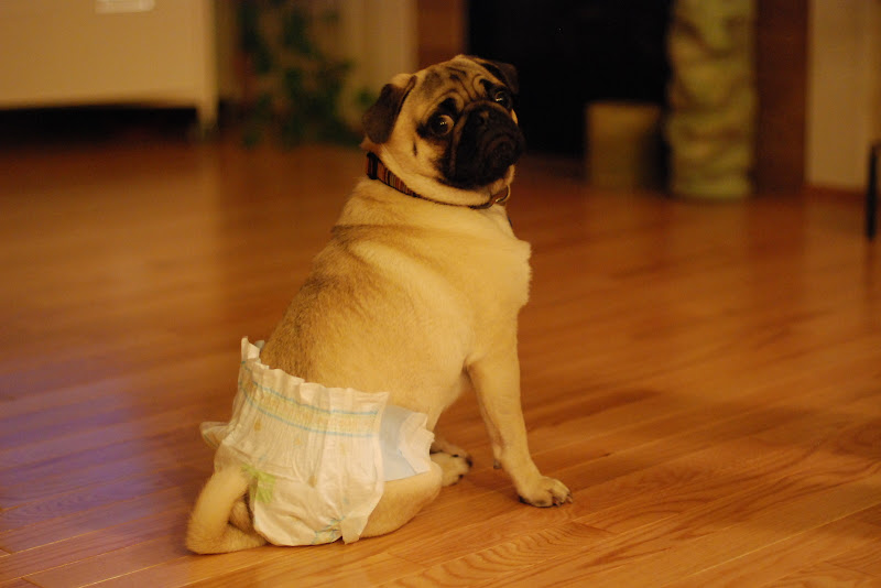 WASHINGTAM pug diaper!