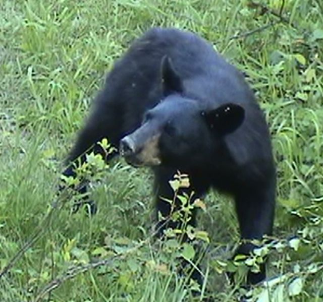 Young Black Bear Spring 2007