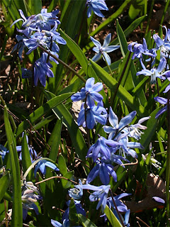 Scilla sibirica