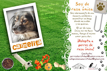 Campaña de adopción para perros de raza única