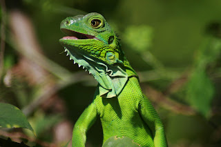 baby Green Iguana