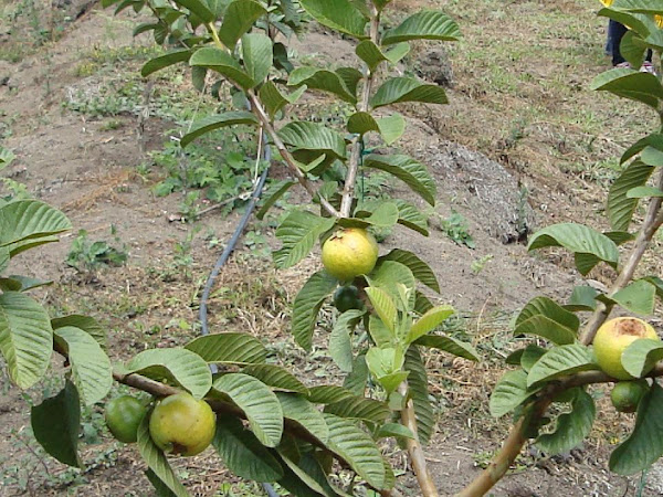 guayaba indian pink