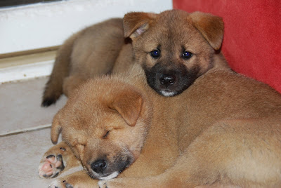 Jindo Puppy