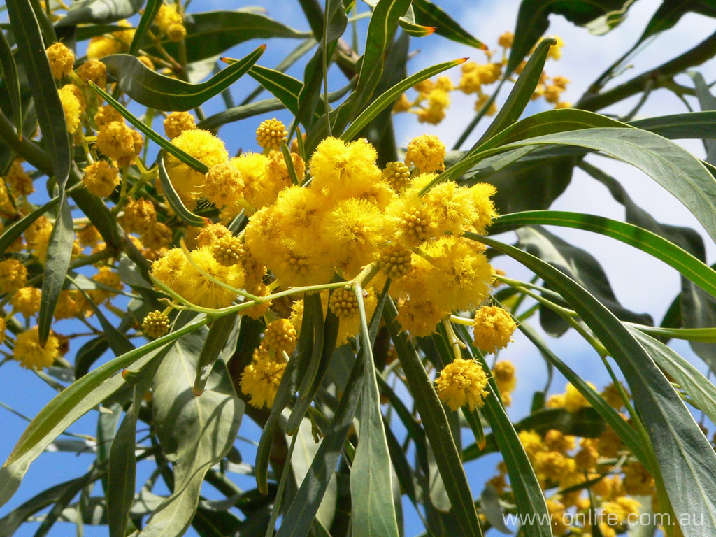 The Golden Wattle