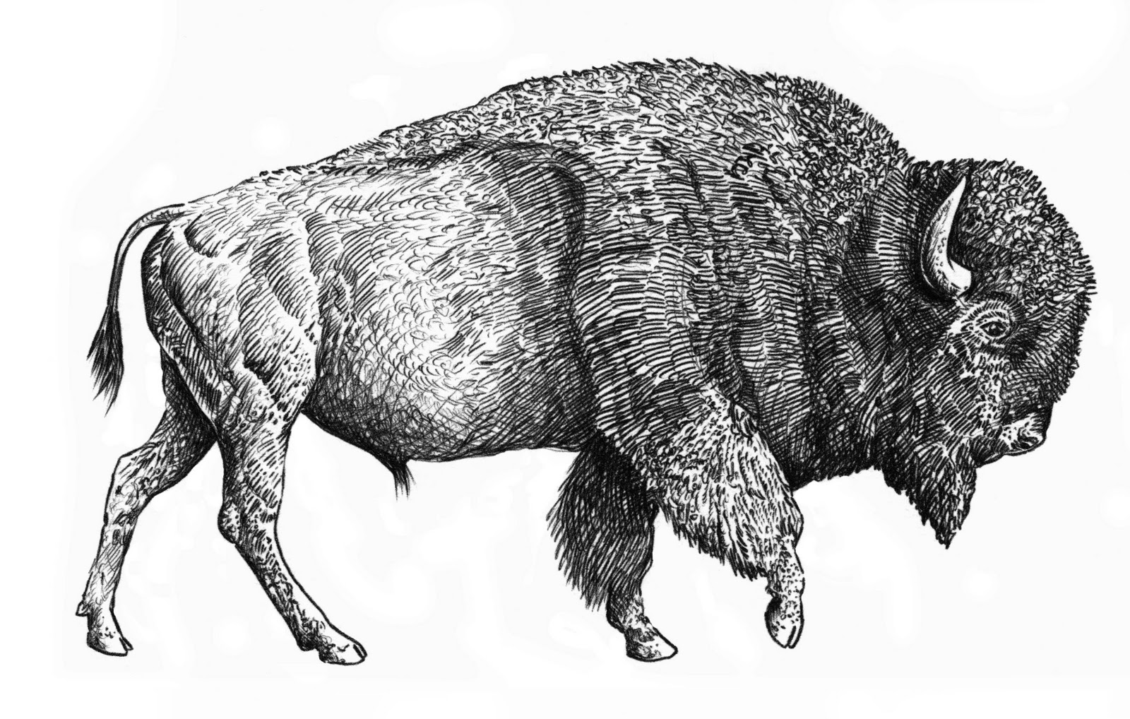 Buffalo Illustration