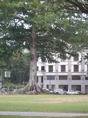 Ketapang Tree