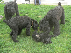 Blackies Playing With A Young One