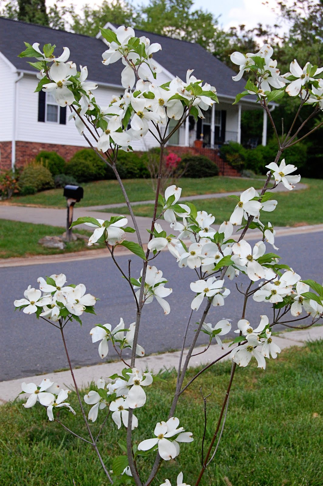 Brown+spots+on+dogwood+tree+leaves