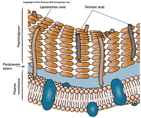 membrane and cell wall.