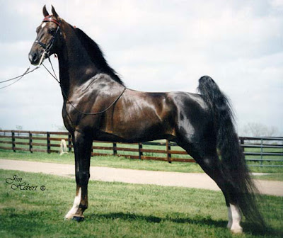 Bay Saddlebred